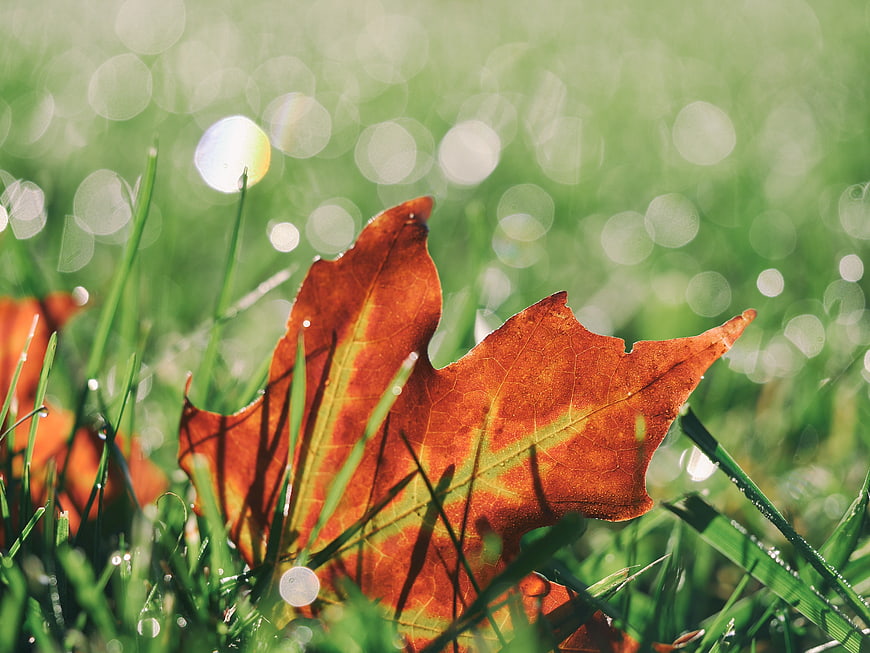 Close-up of orange autumn leaf on green grass with bokeh