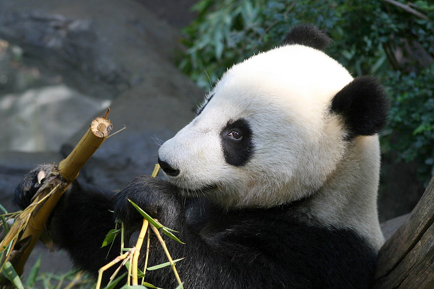 Close-up of Giant Panda Eating Bamboo in Natural Habitat