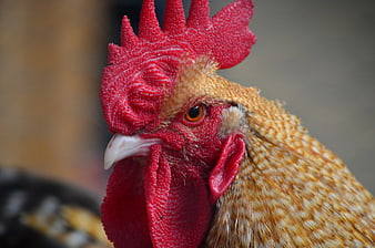 Close-up portrait of a red and orange rooster head