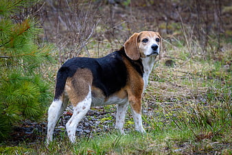 Beagle dog standing in forest near pine tree