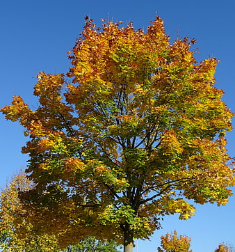 Vibrant Autumn Tree with Yellow Leaves Against Blue Sky