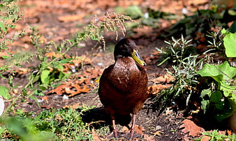 Brown Duck Standing in Garden with Green Plants