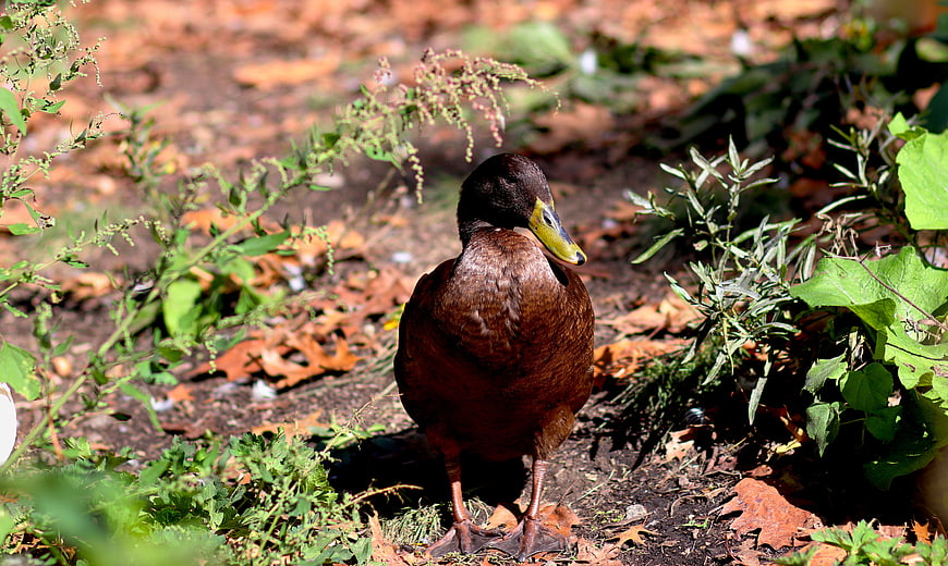 Brown Duck Standing in Garden with Green Plants