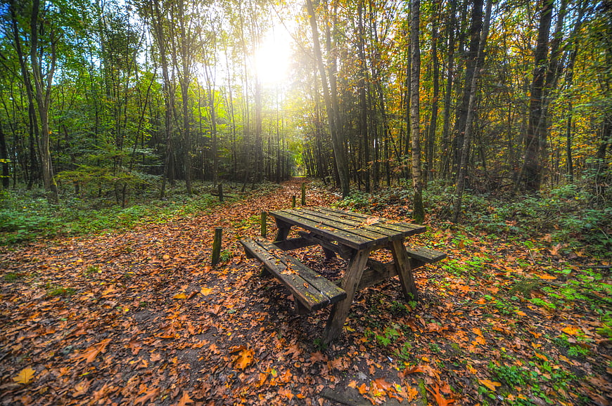 Wooden Picnic Table in Autumn Forest with Sunlight