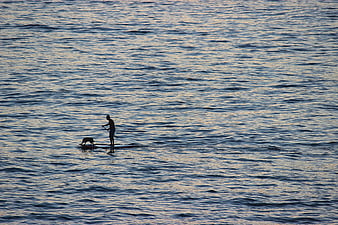 Silhouette of Man and Dog Paddleboarding on Ocean at Sunset