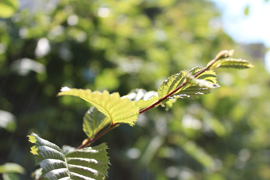 Close-up of fresh green leaves on a branch in sunlight