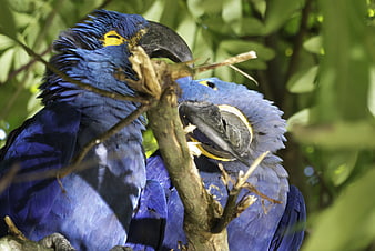 Two Hyacinth Macaws Perched Together On A Branch