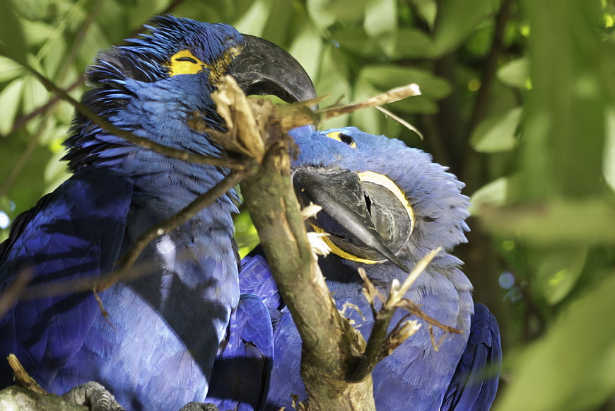Two Hyacinth Macaws Perched Together On A Branch