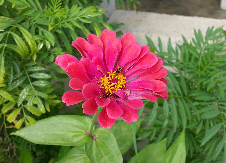 Vibrant Pink Zinnia Flower with Bee Pollinating
