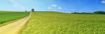 Panoramic Green Wheat Field with Dirt Road and Blue Sky