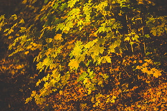 Golden Autumn Maple Leaves in Sunlight