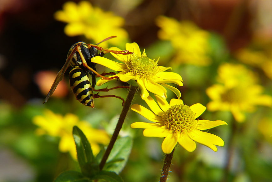 Close-up of a wasp on a yellow flower in a garden