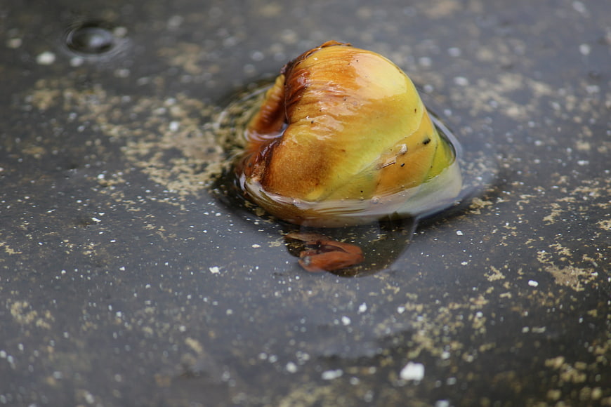 Rotten yellow fruit floating in a puddle on wet asphalt