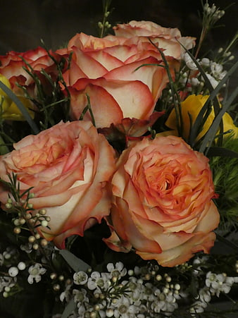 Close-up of Peach and Orange Roses with Baby's Breath