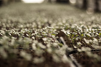 Close-up of young seedlings growing in rows in a greenhouse