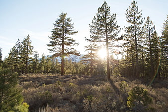 Sunlight shining through pine trees in a forest landscape