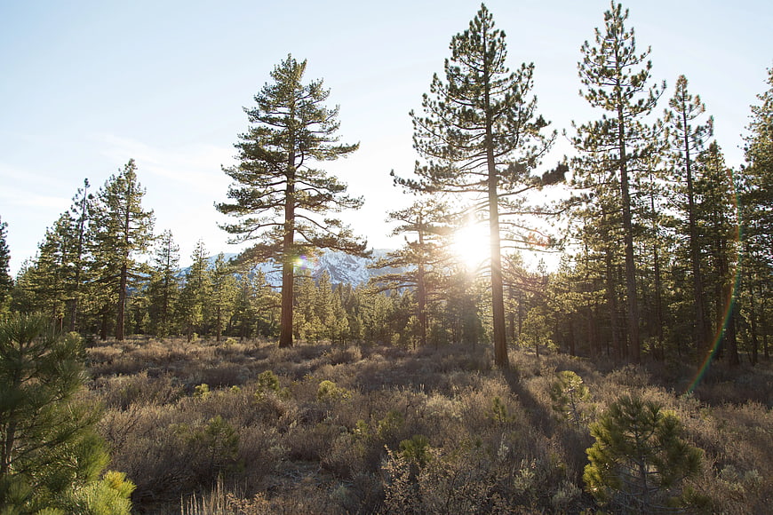 Sunlight shining through pine trees in a forest landscape