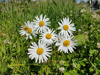 White daisies blooming in a sunny green meadow