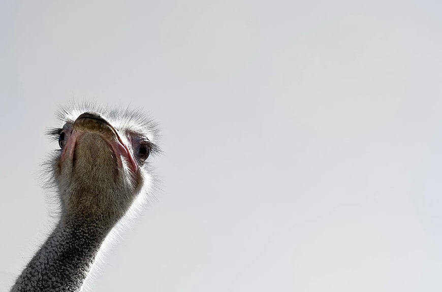 Close-up of Ostrich Head Looking Down at Camera