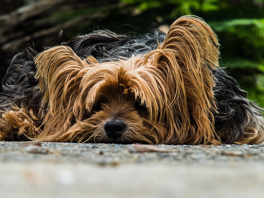 Close-up of a lazy Yorkshire Terrier resting outdoors
