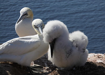 Blue-footed Booby Family with Chicks on Rocky Coast