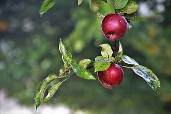 Two Ripe Red Apples Hanging on a Branch with Green Leaves