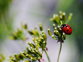 Red Ladybug on Green Plant Stem with Shallow Depth of Field