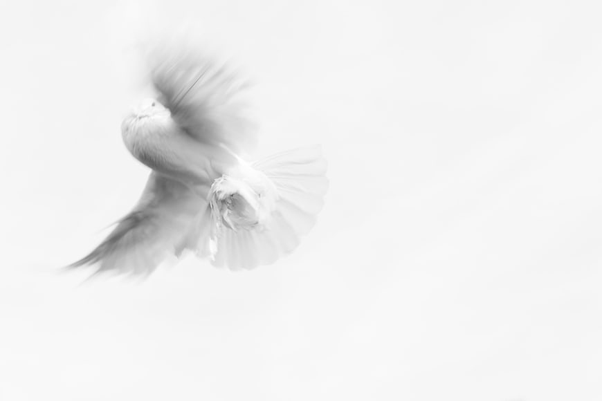 White Dove in Flight with Motion Blur on White Background