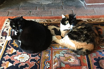 Two cats resting on a colorful patterned rug