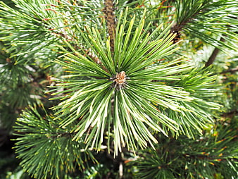 Close-Up of Green Pine Needles on a Branch