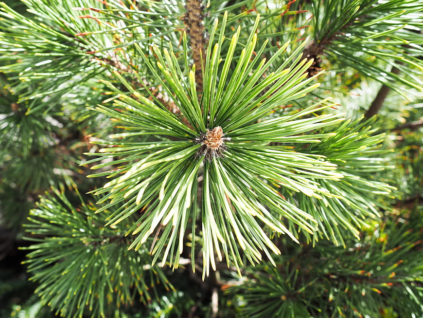 Close-Up of Green Pine Needles on a Branch