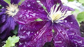 Close-up of wet purple clematis flower with raindrops