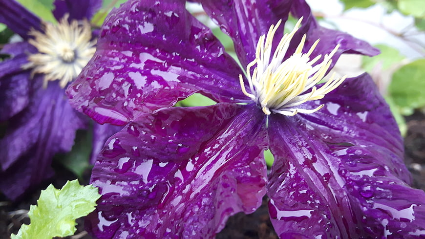 Close-up of wet purple clematis flower with raindrops