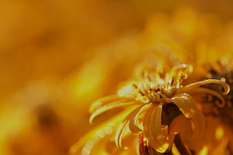 Close-up of yellow flower petals with golden sunlight and bokeh background