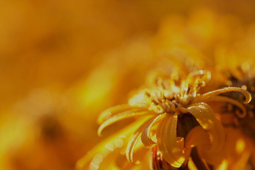 Close-up of yellow flower petals with golden sunlight and bokeh background