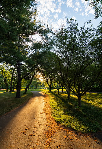 Sunlit Park Path with Trees and Blue Sky