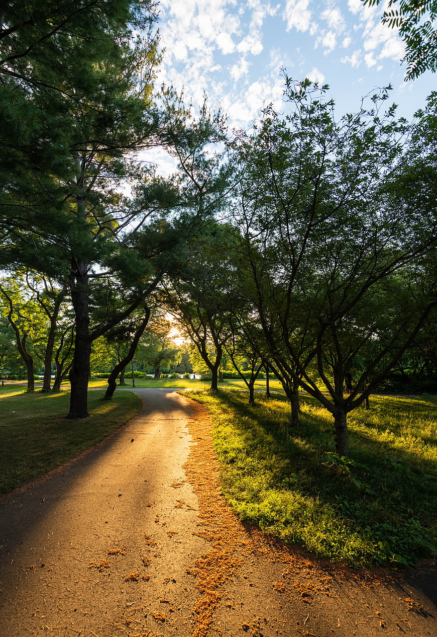 Sunlit Park Path with Trees and Blue Sky
