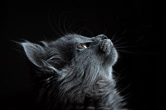 Portrait of Gray Cat Looking Up Against Black Background