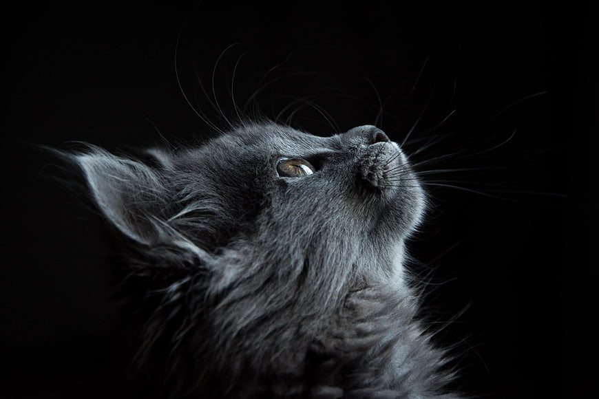 Portrait of Gray Cat Looking Up Against Black Background