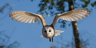 Barn Owl Flying Against Blue Sky