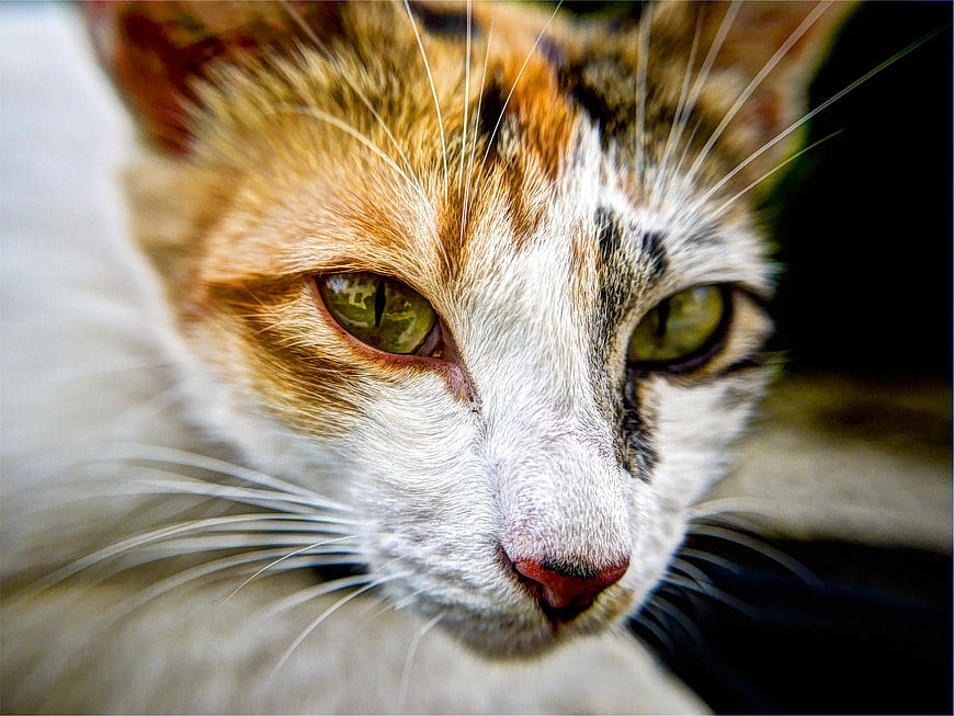 Close-up portrait of a calico cat with green eyes