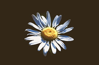Close-up of a white daisy with yellow center on dark background