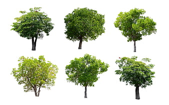 Six isolated green deciduous trees on white background