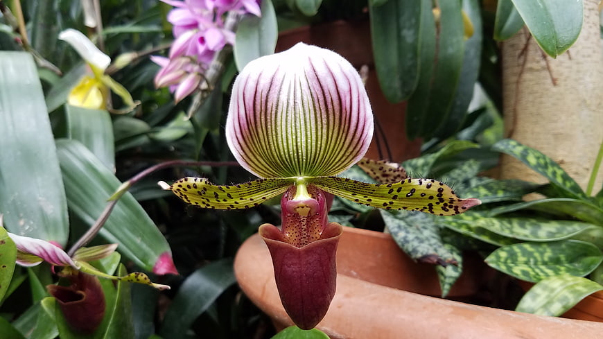 Close-up of a Pink and Green Lady's Slipper Orchid