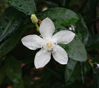 White Gardenia Flower with Raindrops on Green Leaves