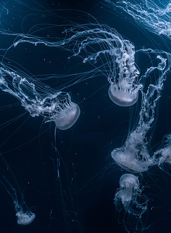 Ethereal White Jellyfish Floating in Deep Blue Ocean Water