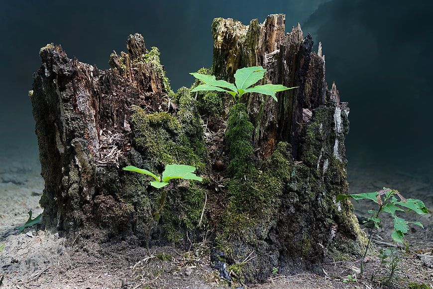 Mossy Tree Stump with Fresh Green Sprouts in Forest