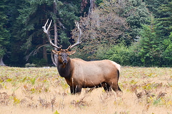 Roosevelt Elk Standing In Grassy Meadow With Forest Background