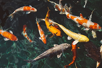 Colorful Koi Fish Swimming in Dark Pond Water