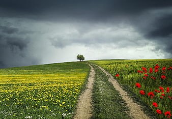 Dirt path through green meadow with red poppies and storm clouds